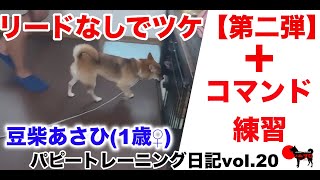 【豆柴♀１２ヶ月】あさひのトレーニング日記〈第20弾〉Case.1 リードなしでツケ②＋コマンド練習　PSDドッグサポートセンター　パピートレーニング　子犬　しつけ　教育　柴犬　　豆柴