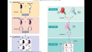 Lecture 6 - Extensions and Basic Principles - Pt 1