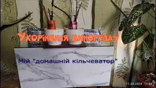 Укорінення винограду.Мої потуги в цьому напрямку.Результат