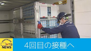 札幌市　４回目のワクチン接種券の発送開始　６０歳以上と１８歳以上で基礎疾患を持つ市民らが対象