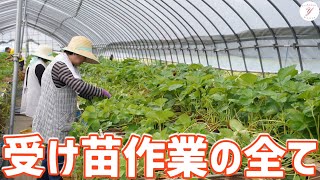 【いちご栽培】ランナー受け作業開始！社長がランナー受け作業のポイントをご紹介