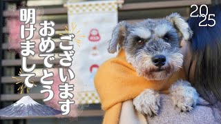 🐶我が家の三が日は寝正月？【ミニチュアシュナウザー】日常vlog