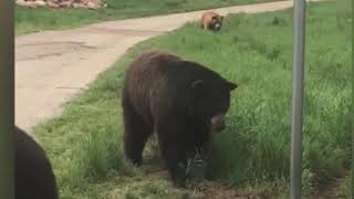 Bears talking Chisasibi Cree