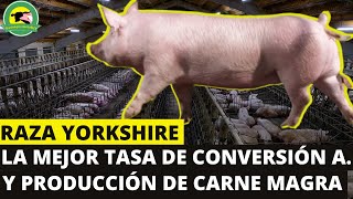 RAZA PORCINA YORKSHIRE🐷(La Mejor Tasa de Conversión Alimenticia y Producción de Carne Magra)