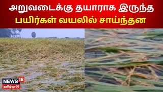 Nagapattinam | அறுவடைக்கு தயாராக இருந்த பயிர்கள் வயலில் சாய்ந்தன | Heavy Rain | Farmers | Tamil News