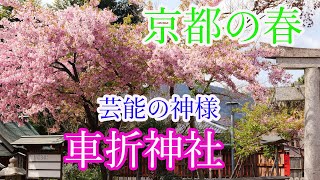 【京都観光】Kyoto Japan　車折神社　芸能の神様　京都観光スポット、京都の春　桜だより