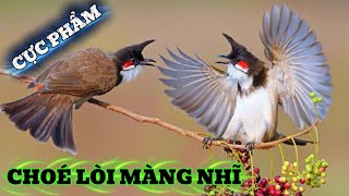 Chào Mào Trống Bỏi Choé Cực Đỉnh