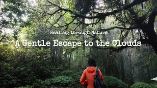 📮LTL1 | Healing Through Nature: A Gentle Escape to the Clouds