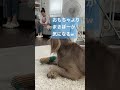 おもちゃで遊ぶも、やっぱり、、、！　 shorts ワイマラナー 大型犬 犬の遊び