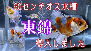 【金魚】60センチ水槽に東錦導入しました#金魚 #らんちゅう #東錦 #江戸錦 #ショートテール琉金 #アクアリウム #水槽