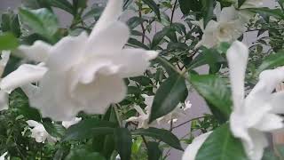 Frost Proof Gardenia / Winter Plants