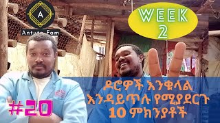 ዶሮዎች እንቁላል እንዳይጥሉ የሚያደርጉ 10 ምክንያቶች ከነመፍትሄዎቸው / week 2 : antuta fam : kuku luku