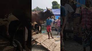 Cow unloading । #cow #গরু #viralvideo #shorts #shortvideo
