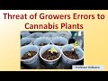 Threat of Growers Errors to Cannabis Plants