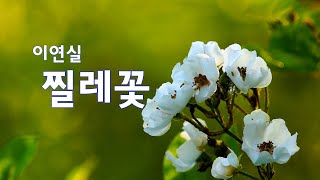 찔레꽃(엄마,기러기, 가을밤) _이연실