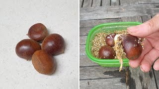 How to grow chestnuts tree from seeds (7 months) : 밤으로 밤나무 묘목 키우기 (7개월)