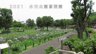 2021　水元公園の花菖蒲園