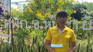 ระบบการส่งเสริมการเกษตร(Training and visit system) สำนักงานเกษตรอำเภอหันคา