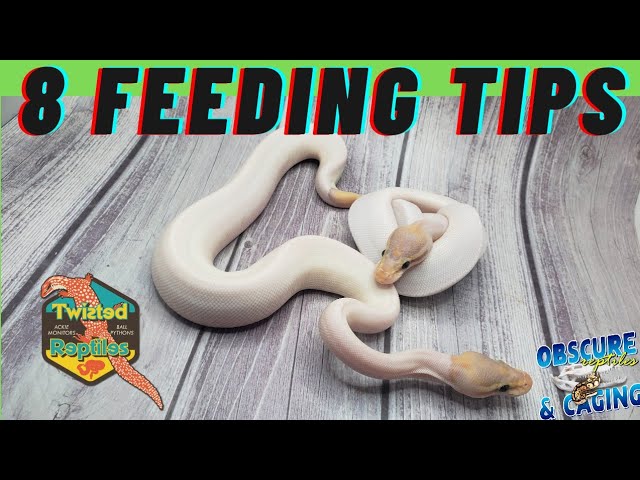 Baby Ball Pythons Feeding