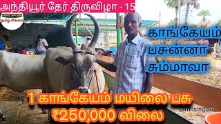 அந்தியூர் தேர் திருவிழா/ 2.5 லட்சம் விலைக்கு காங்கேயம் மயிலை பசு #cow #bull #anthiyur #tamil