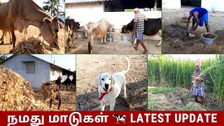 🐮🐂நமது மாடுகள் 🐄 Latest Update💥Cows Routine❤️மாடு வளர்ப்பு🐄🤩#shivyatimes #trending #மாடு #cow #farm