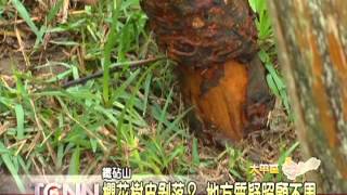 大台中新聞-大甲鐵砧山櫻花樹幹剝落嚴重