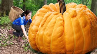 Harvesting giant pumpkins to sell at the market - Cooking-Daily life of a single mother and daughter