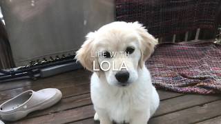 Life with Lola the English Cream Golden Retriever