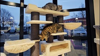 Petrebels cat trees - Siberian 200