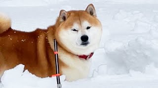 After 6 years in the snowy country, the reaction of Shibe to snow will be like this.