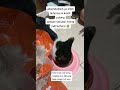 Detik-detik si kasih pulang #kucing #kucingku #kucingkesayangan #kucinglovers #catlover #videoshorts