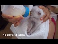 ルル君３【子猫のお世話】生後15日16日のふわふわ子猫,15-16 days old cute kitten meowing