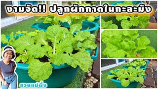 ปลูกผักกาดขาวในกะละมัง 20 บาท ผักสวนครัว เกษตรอินทรีย์ ผักปลอดสาร|สวนแม่ผึ้ง