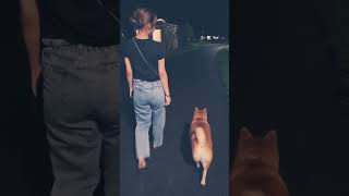 柴犬福 姉と歩いてた柴犬🤣Shiba-walk🤣#shorts #shibainu #柴犬 #tiktok #funny #댕댕이 #justwannarock #perro #かわいい犬