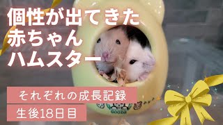 ＼成長記録／個性が出てきた赤ちゃん～生後18日目【ジャンガリアンハムスター】