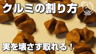 クルミの実を傷付けずにキレイに取り出す方法｜クルミの割り方