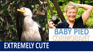 🐦😛Extremely Cute Baby Pied Cormorant | Bird Watching | Birding  | Wildlife Australia