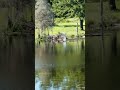 Tannerite vs Beaver Dam #Shorts