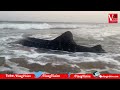 whale shark 50అడుగుల భారీ మత్స్యం వేల్ షార్క్ మత్స్యకారుల వలకు చిక్కింది అచ్యుతాపురం విశాఖ