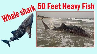 Whale Shark | 50అడుగుల భారీ మత్స్యం |  వేల్ షార్క్ మత్స్యకారుల వలకు చిక్కింది | అచ్యుతాపురం | విశాఖ