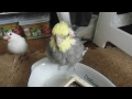 オカメインコ（2号） 春色眠気はいかが