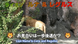 ライオン　ルナ＆レグルス　🦁お見合いは１歩後退か？🦁（東山動植物園）Lion Name is Luna and Regulus