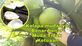 Cara Mudah Memilih Kelapa Muda Dipohon Agar Kelapanya Tidak Ketuaan