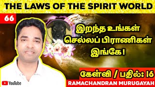 இறந்த உங்கள் செல்லப் பிராணிகள் இங்கே! || Q \u0026 A PART 16 || Laws of the Spirit World