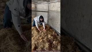 चीन में कुछ ऐसे जानवरों की फार्मिंग 😲l #shorts #farming #animals