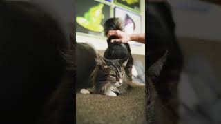 cat video @refugiomental6818