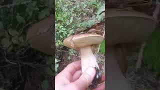 Lesné hríby. Boletus #fungi #huby #hriby #houby #funghi #grzyby #grzybobranie #dubaky #mushroom