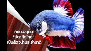 ครบ อนุมัติแล้ว ปลากัดไทย เป็นสัตว์น้ำประจำชาติ 7 2 62