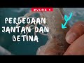 Perbedaan Induk Udang Jantan dan Betina