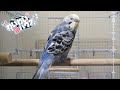 【愛鳥】可愛すぎるセキセイインコの羽を切りました。【クリッピング】